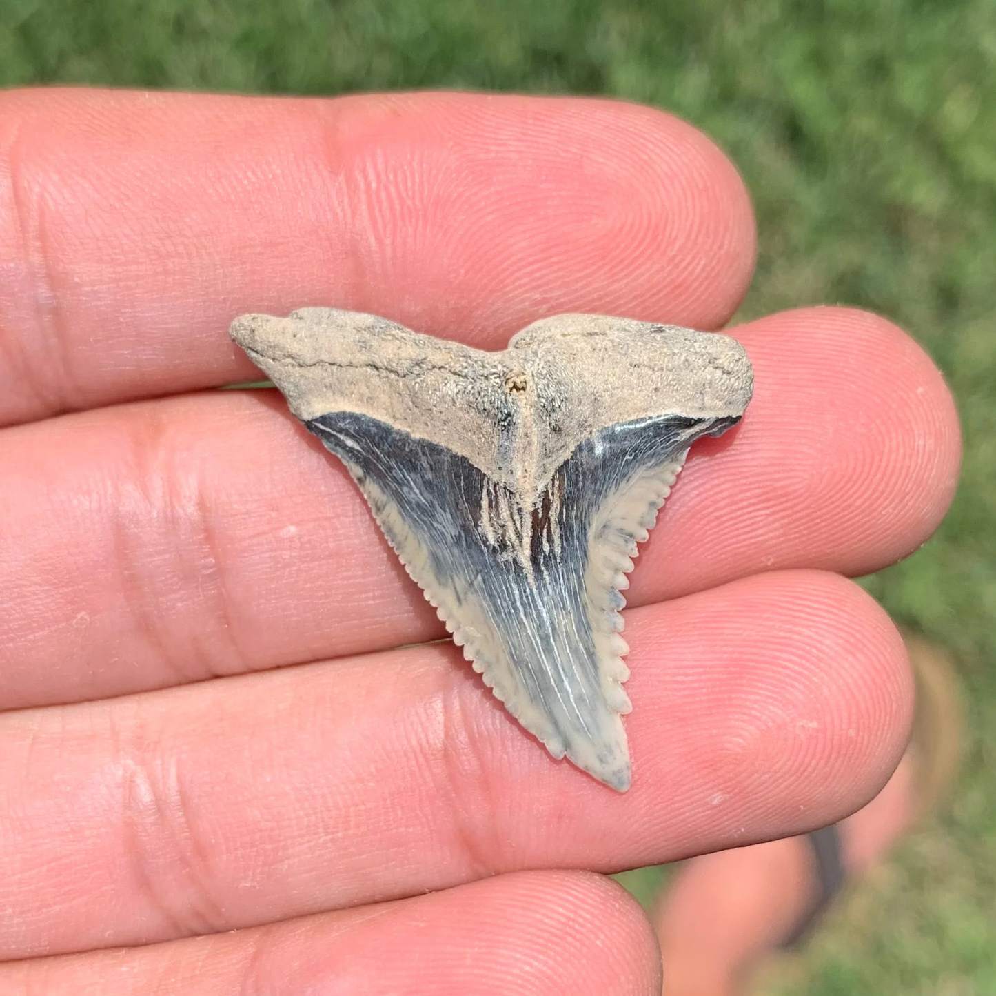 1.46” Hemipristis serra - Lee Creek mine