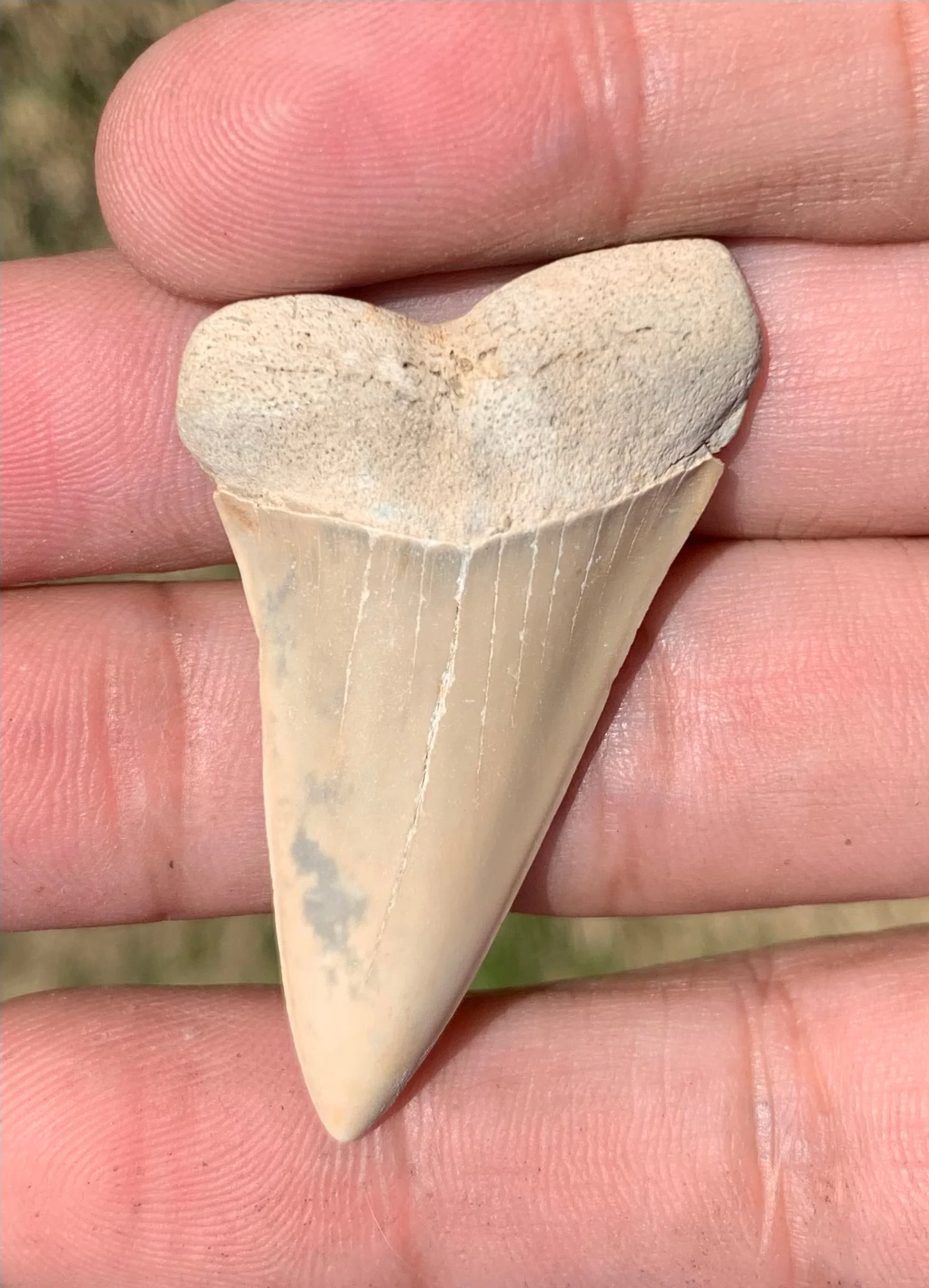 1.88” Carcharodon hastalis - Virginia