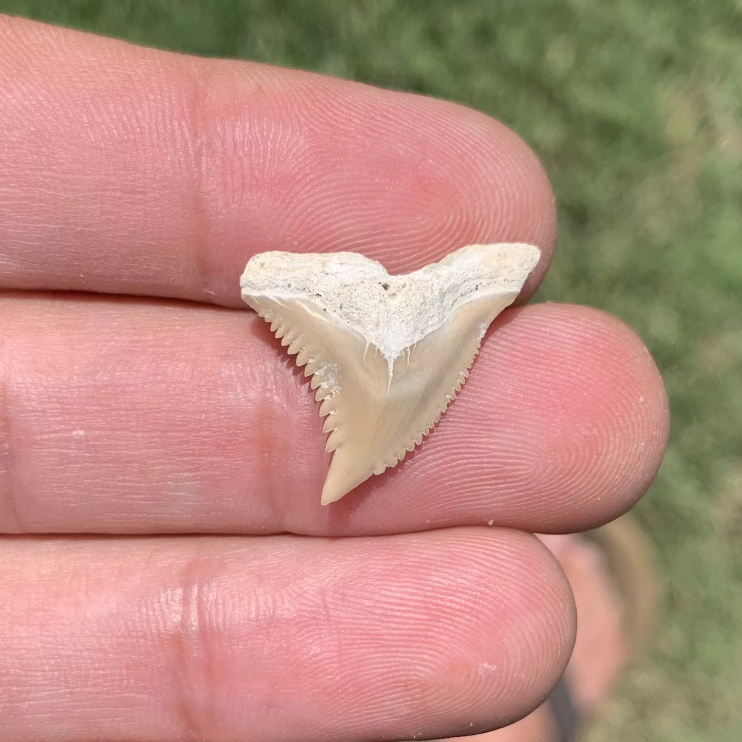 .92" Hemipristis serra - Lee Creek Mine