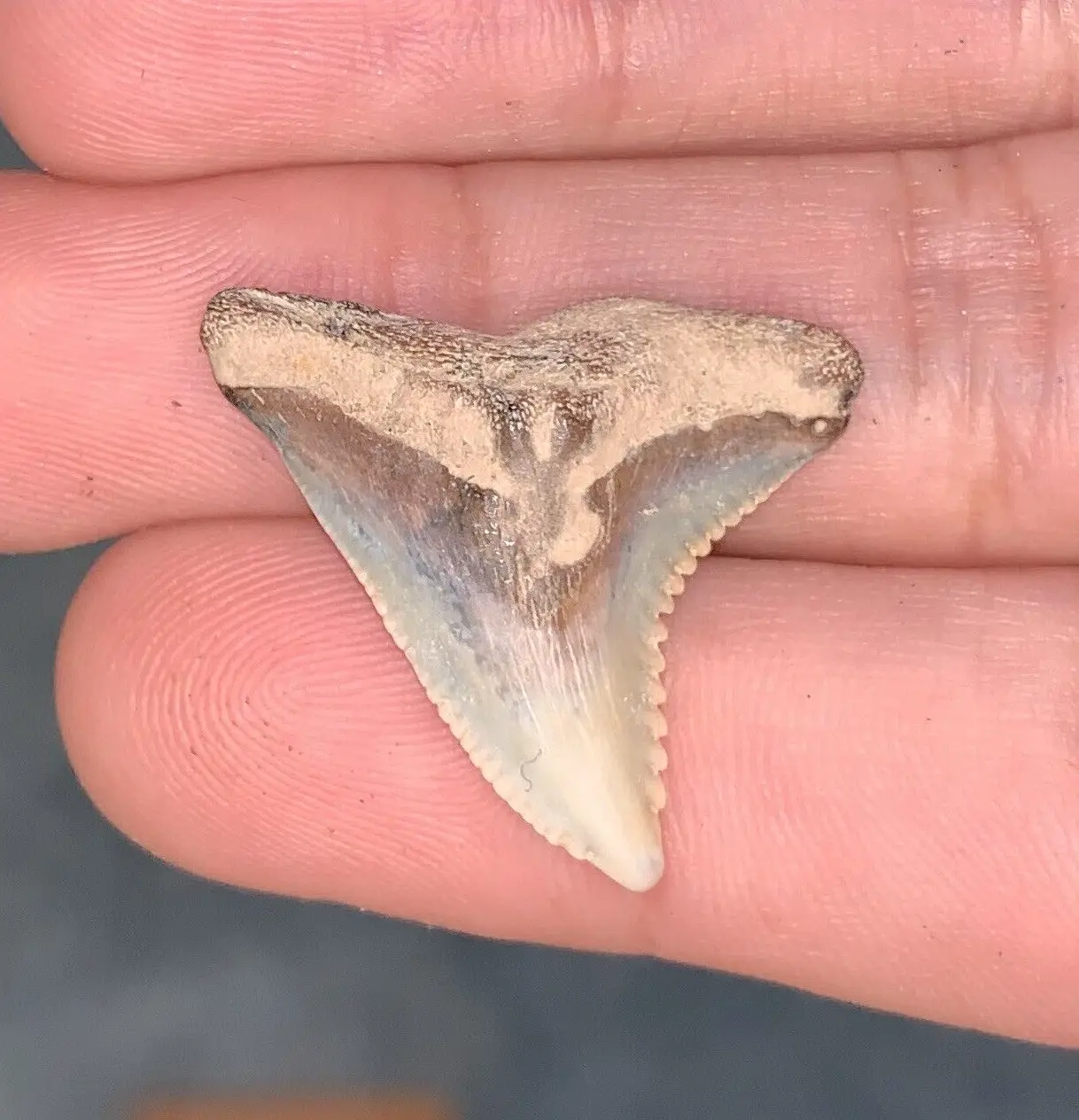 1.17" Hemipristis serra - Virginia