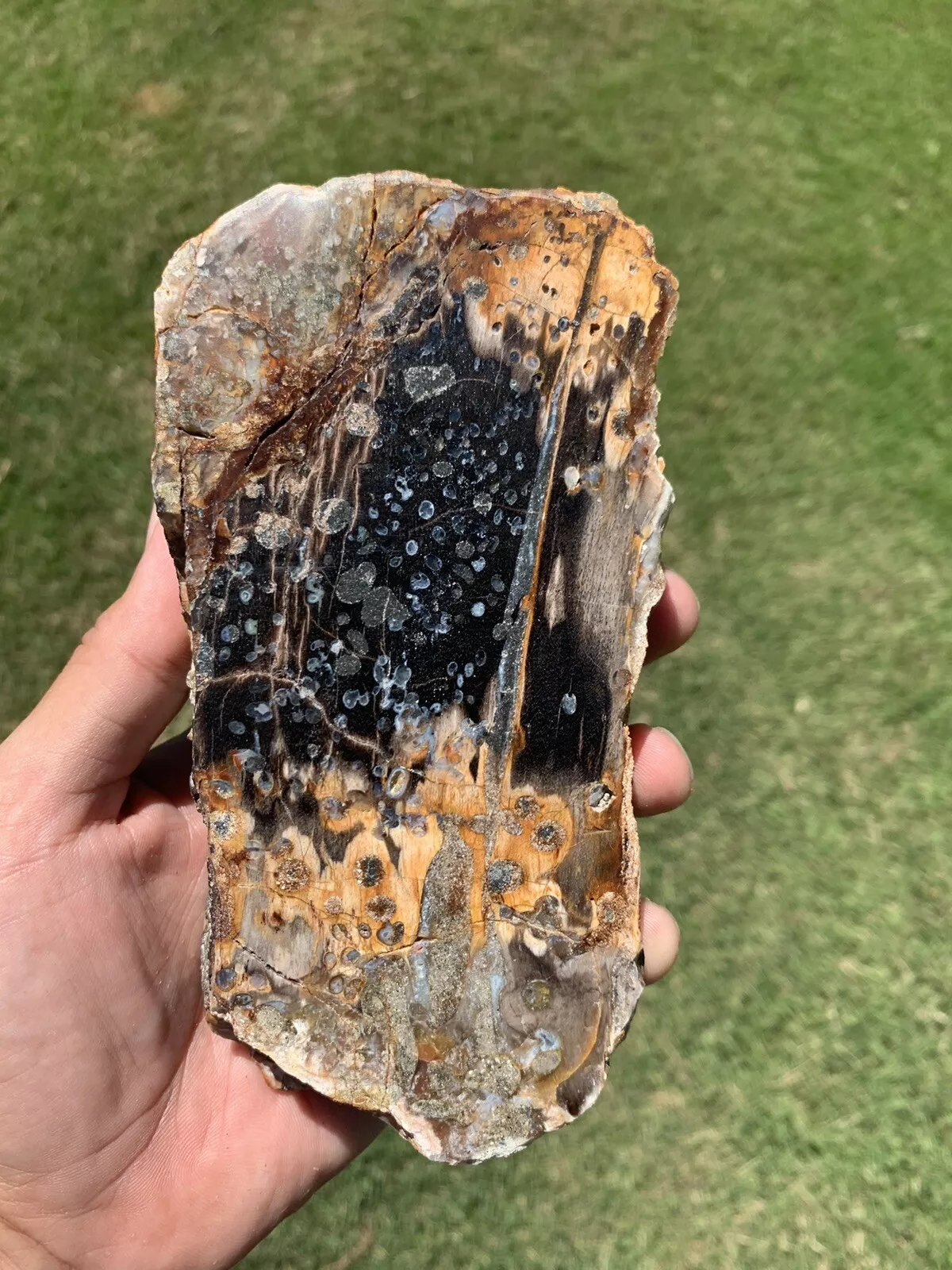 Polished Petrified Fossil Worm Wood from Indonesia, Slab, Slice