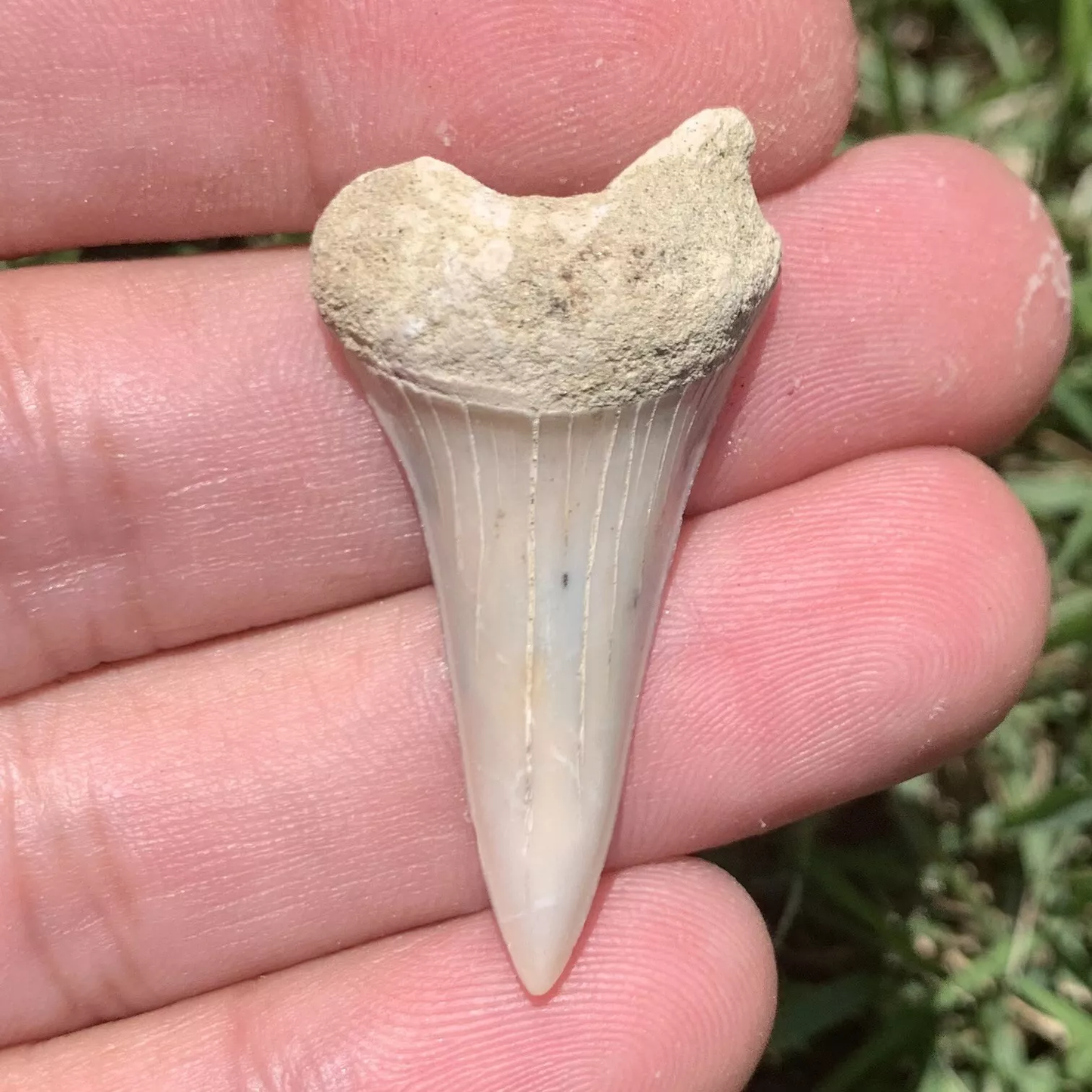 1.57" Carcharodon hastalis - Bakersfield California