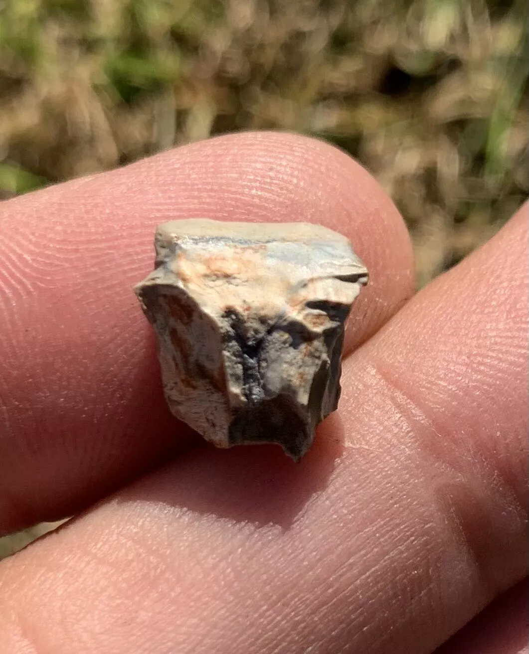 Triceratops Tooth From The Hell Creek Formation Of South Dakota