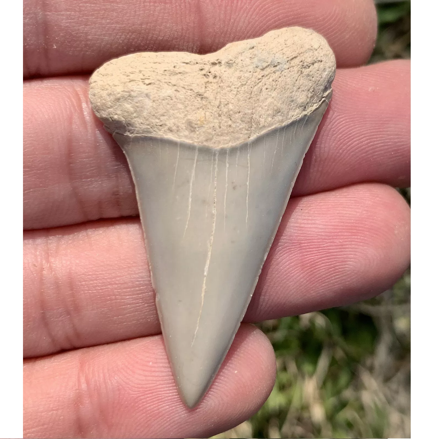1.92” Carcharodon hastalis - Virginia