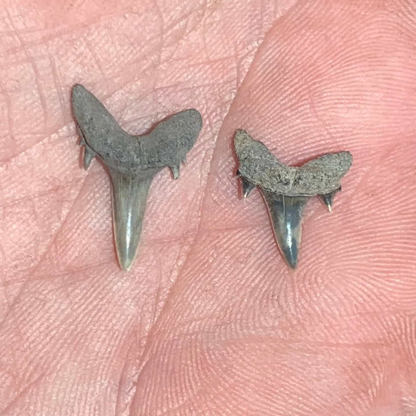 Brachycarcharias lerichei - Muddy Creek