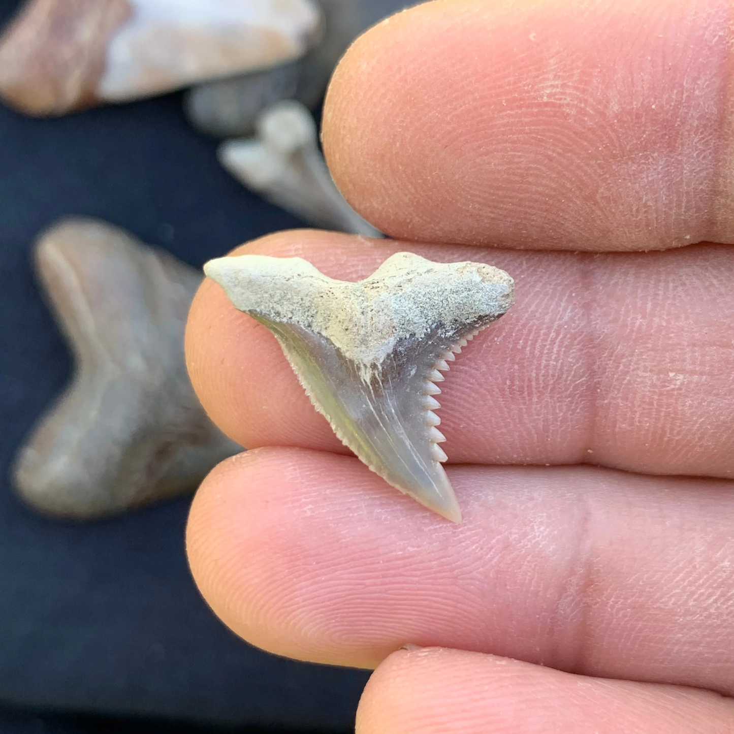.95” Hemipristis serra Shark Tooth - Virginia