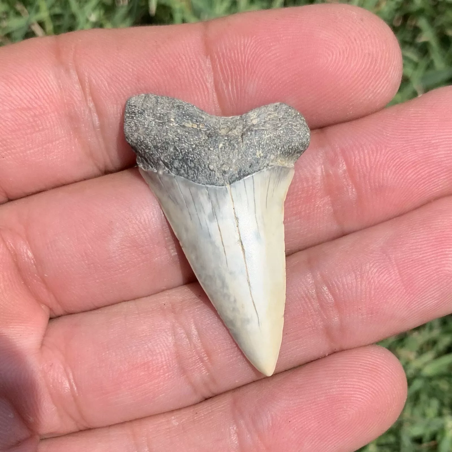 1.7” Carcharodon hastalis - Virginia