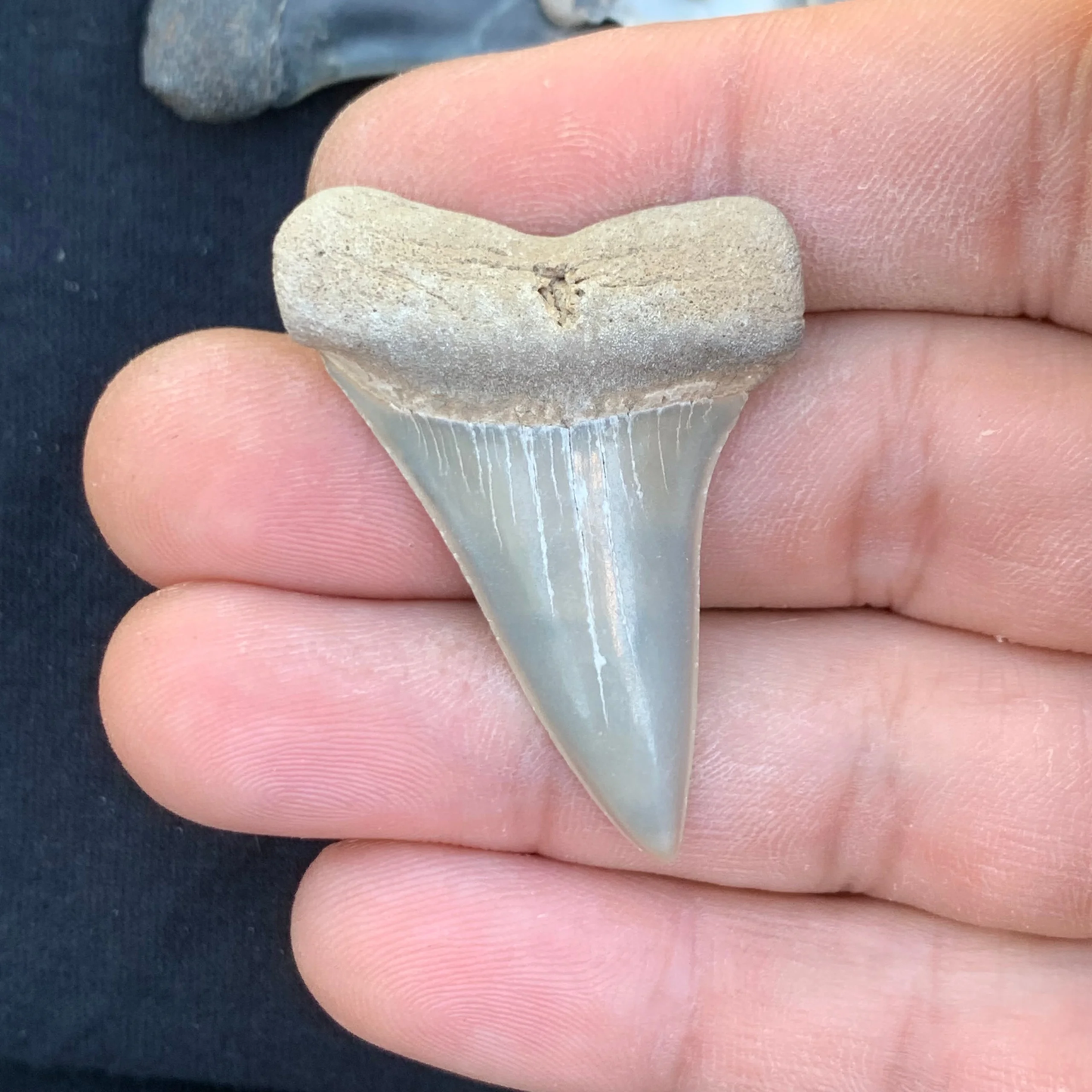 1.86” Carcharodon hastalis - Virginia