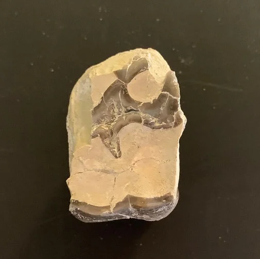 Titanothere upper Molar Tooth