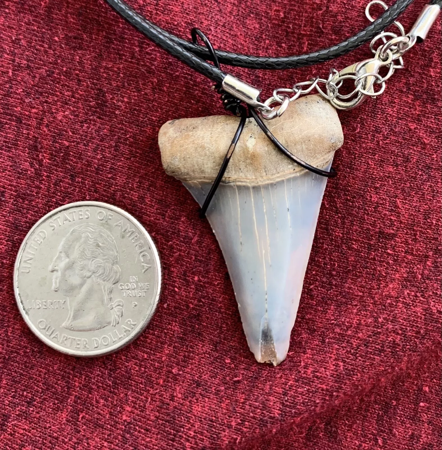 Carcharodon hastalis white shark tooth necklace