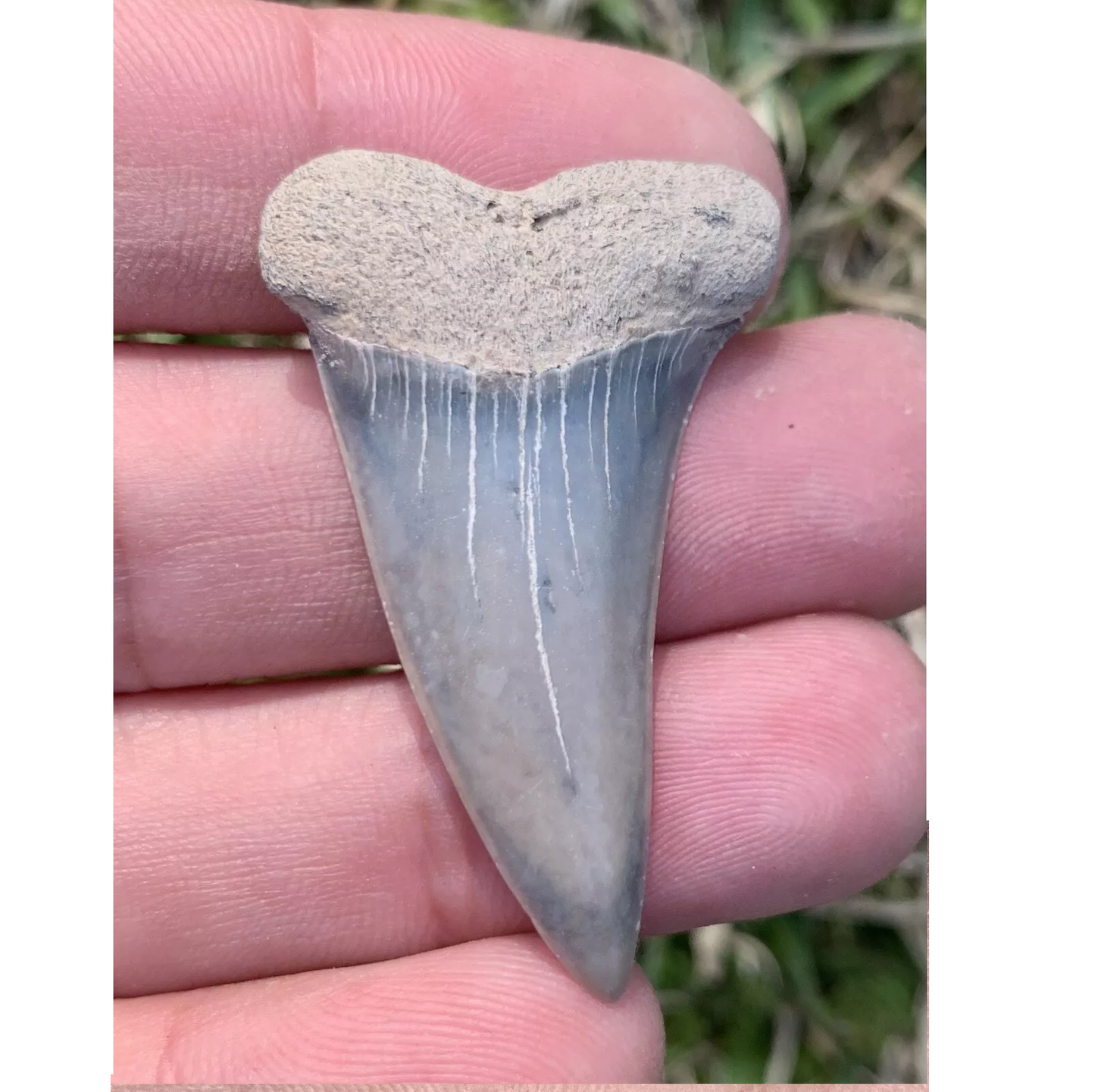 1.76” Carcharodon hastalis - Virginia