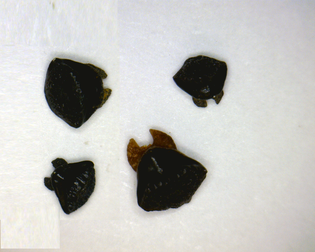 Dasyatis Sp. - Bakersfield