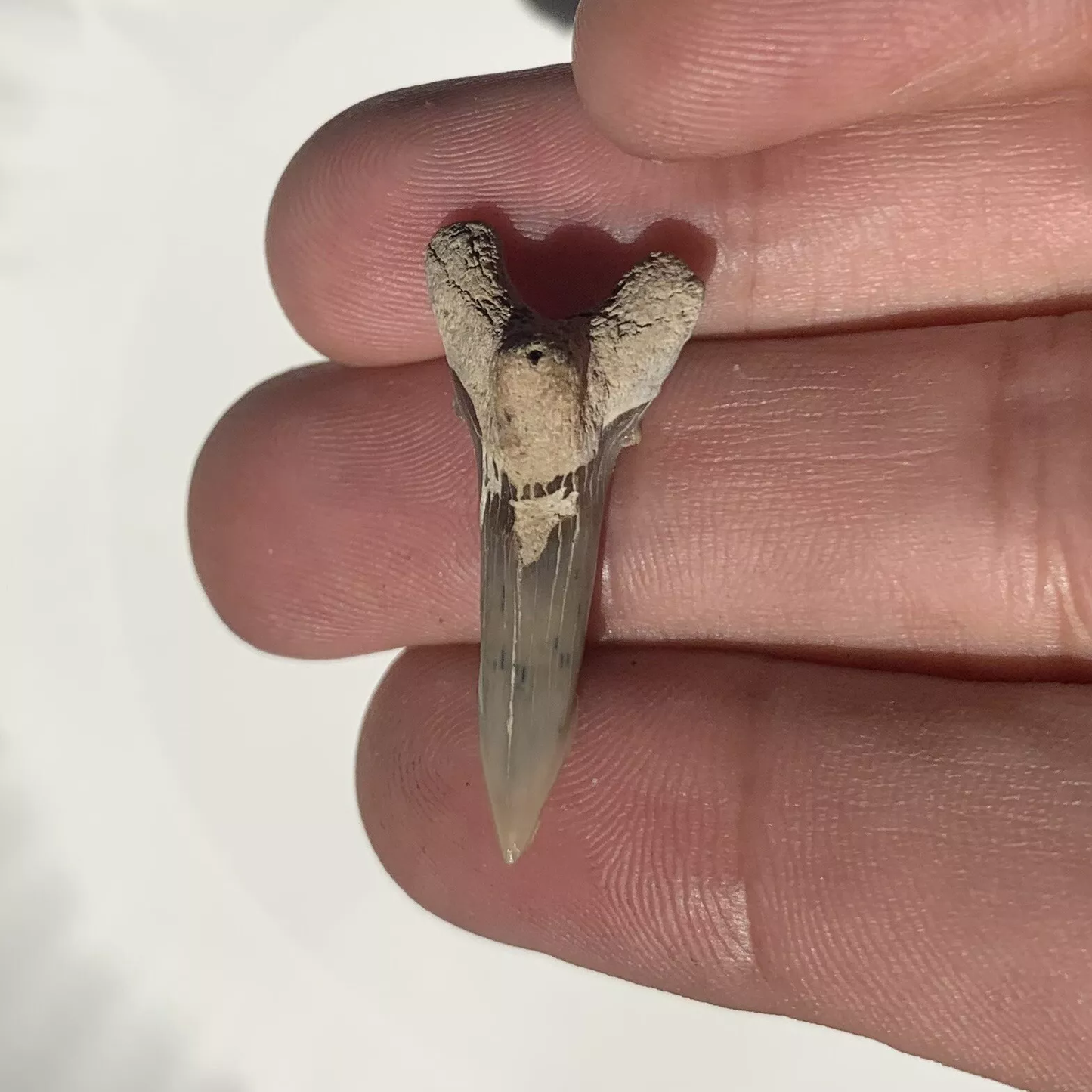 1.26" Hemipristis serra - Lee Creek Mine