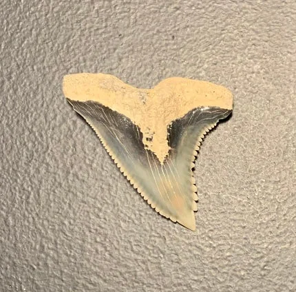 1.44" Upper Jaw Hemipristis serra Shark Tooth