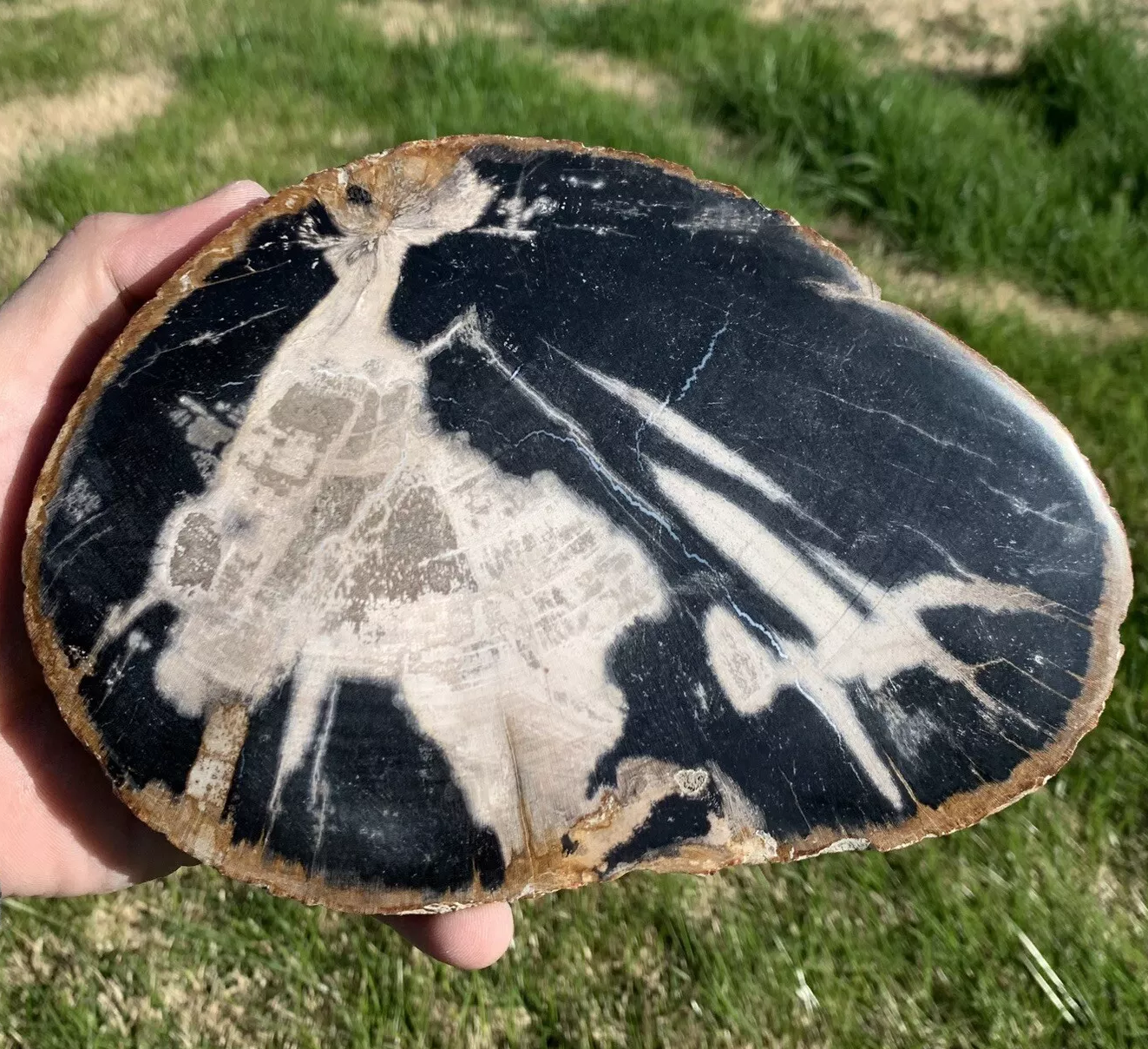 Black and White Polished Petrified Wood From Indonesia