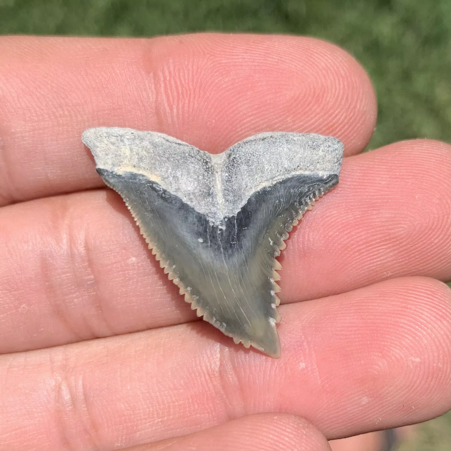 1.3" Hemipristis serra - Lee Creek Mine