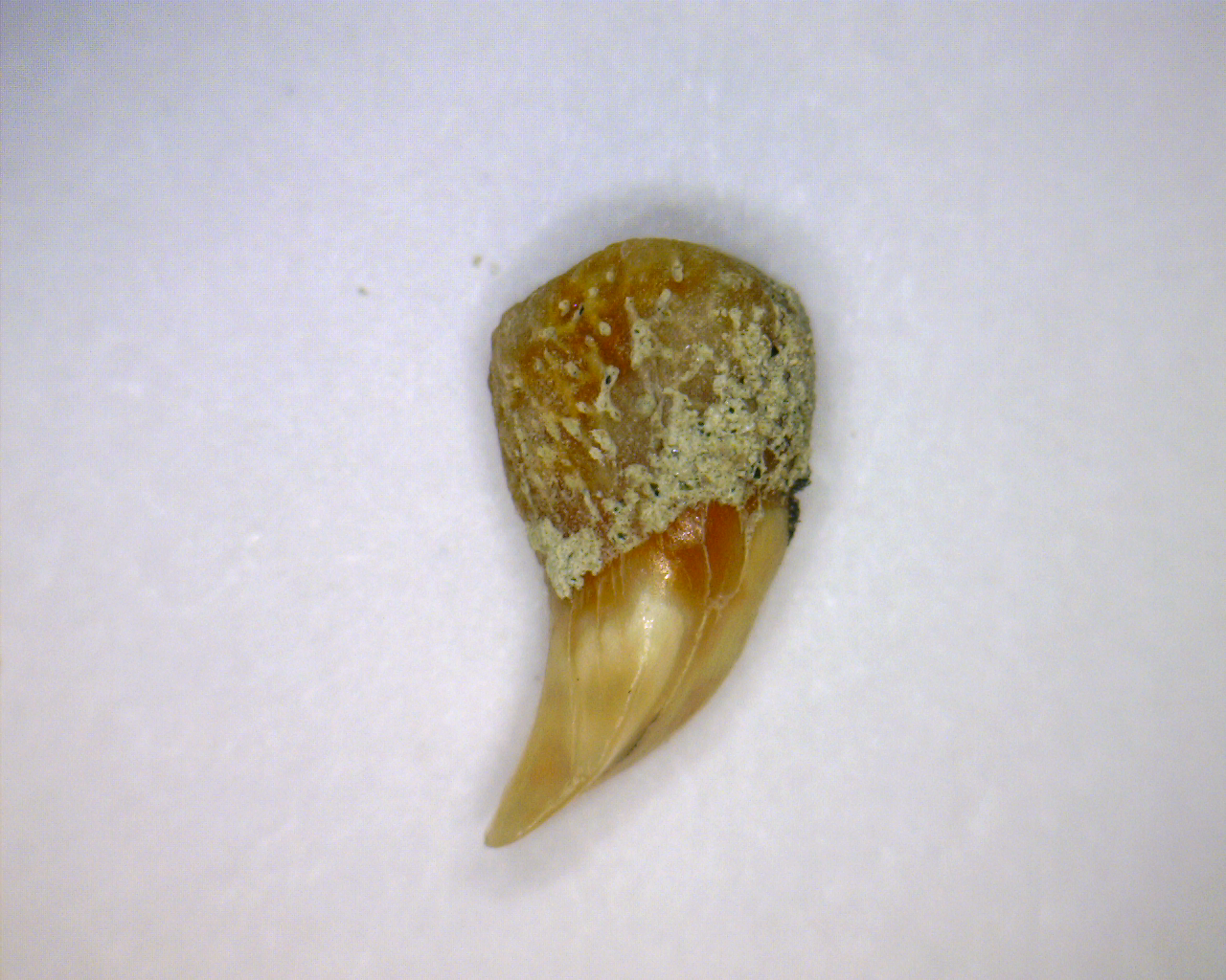 Cetorhinus maximus - Bakersfield California