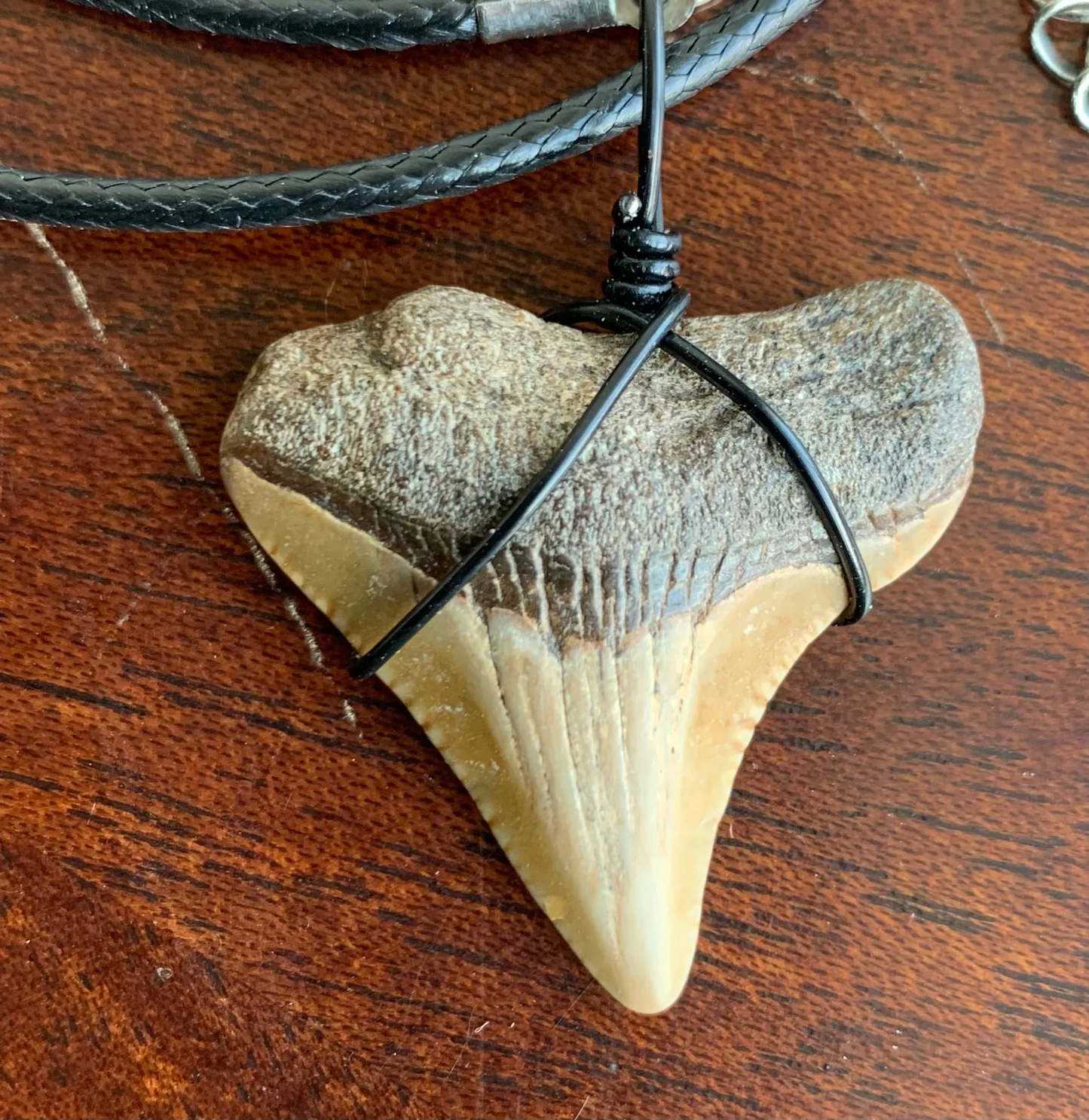 Megalodon shark tooth necklace