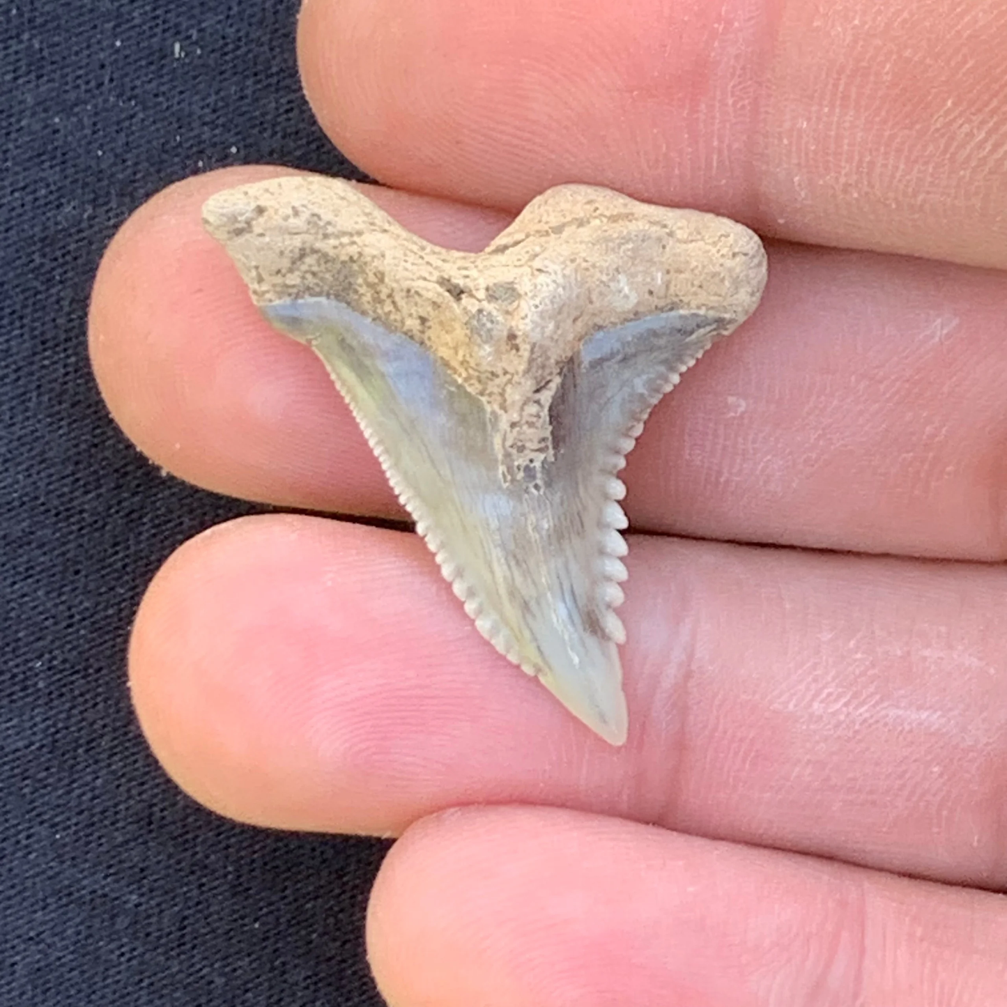 1.35” Hemipristis serra Shark Tooth - Virginia