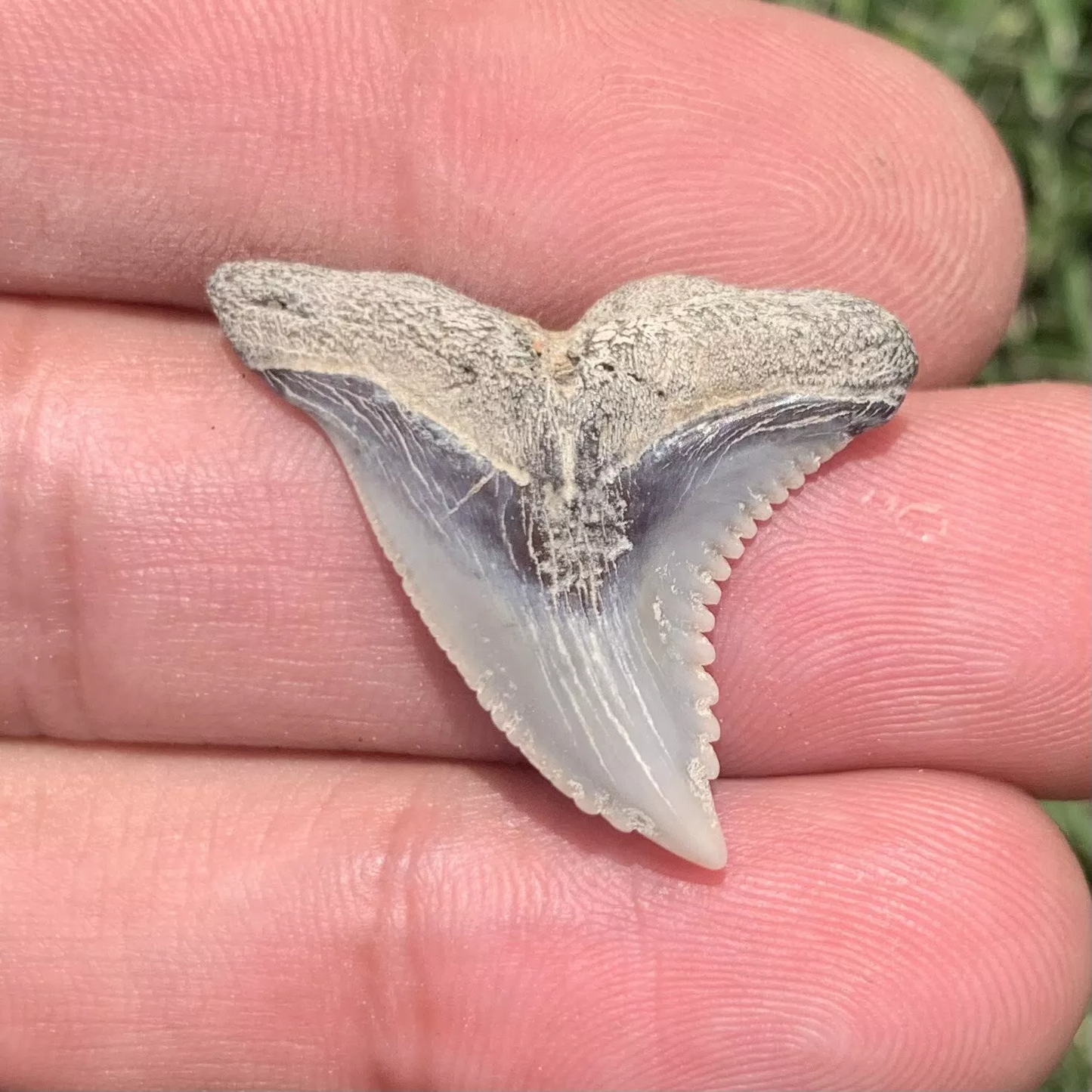 1.2" Hemipristis serra - Virginia