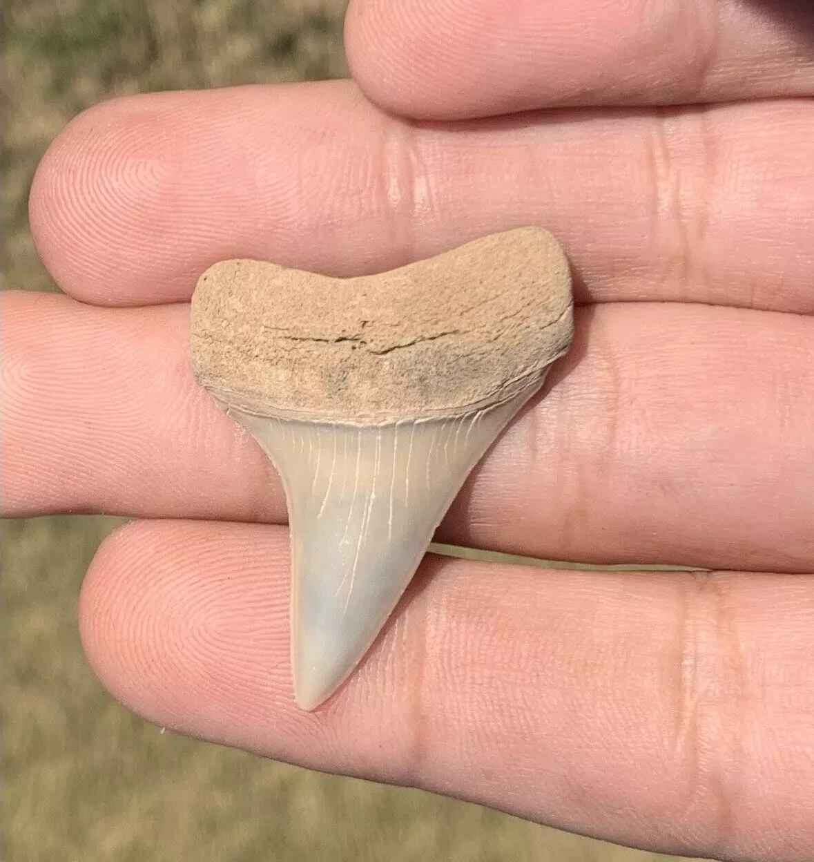 1.5" Carcharodon hastalis - Virginia