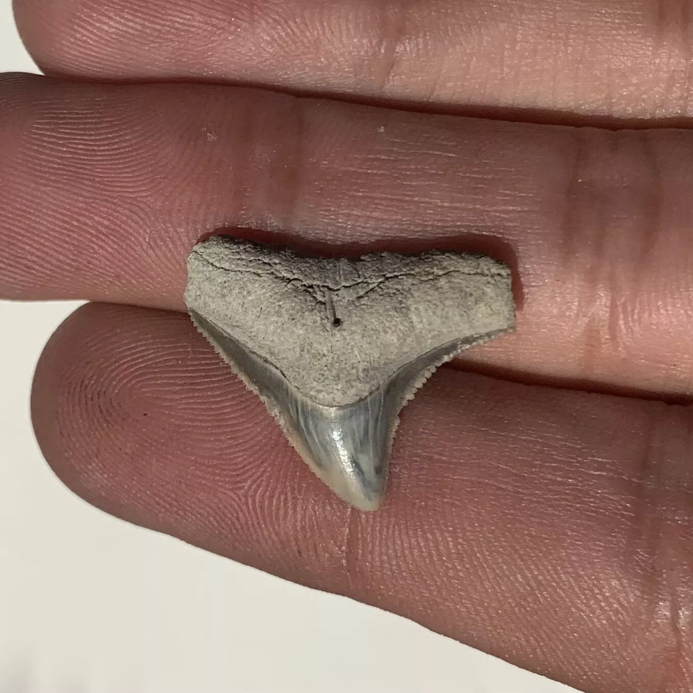 Carcharhinus leucas - Lee Creek Mine