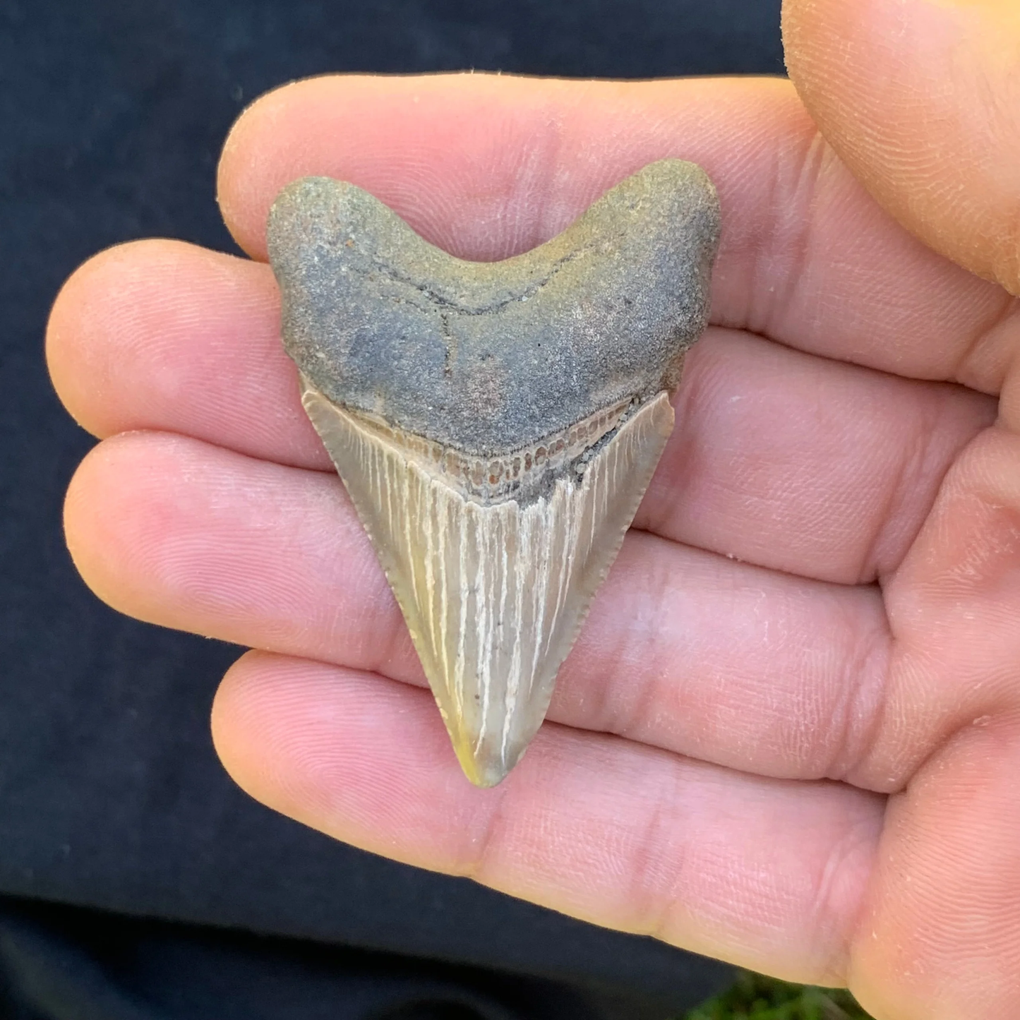 2.05” Otodus Megalodon - Virginia