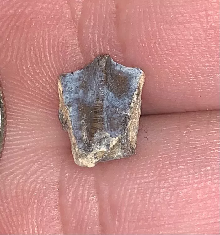 Edmontosaurus Dinosaur Tooth, Hell Creek Formation SD, Hadrosaur, Duck-billed