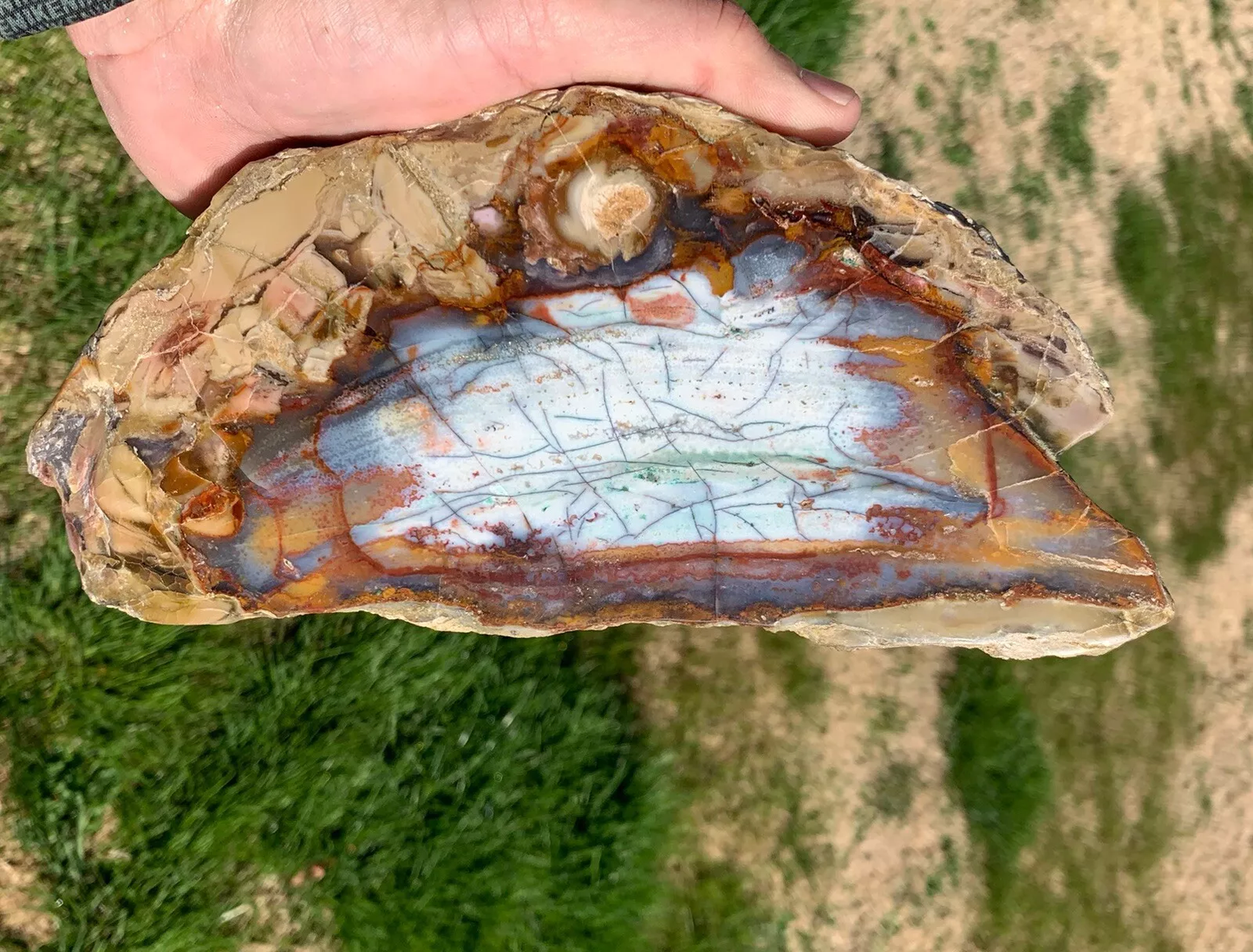 Polished Petrified Blue Copper Wood, Indonesia, Slab slice