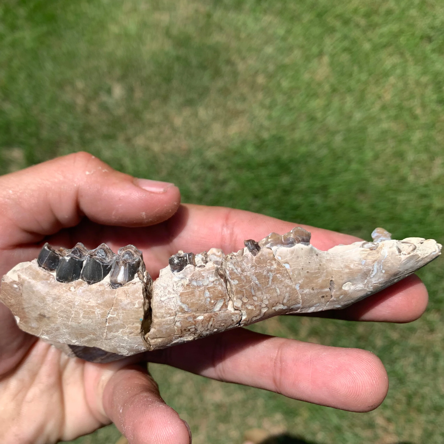 Nice camel jaw, Poebrotherium, Eocene, Chadron Formation Nebraska