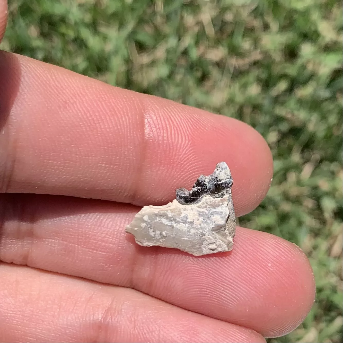 Fossil Dog Jaw With Tooth, Hesperocyon, Nebraska
