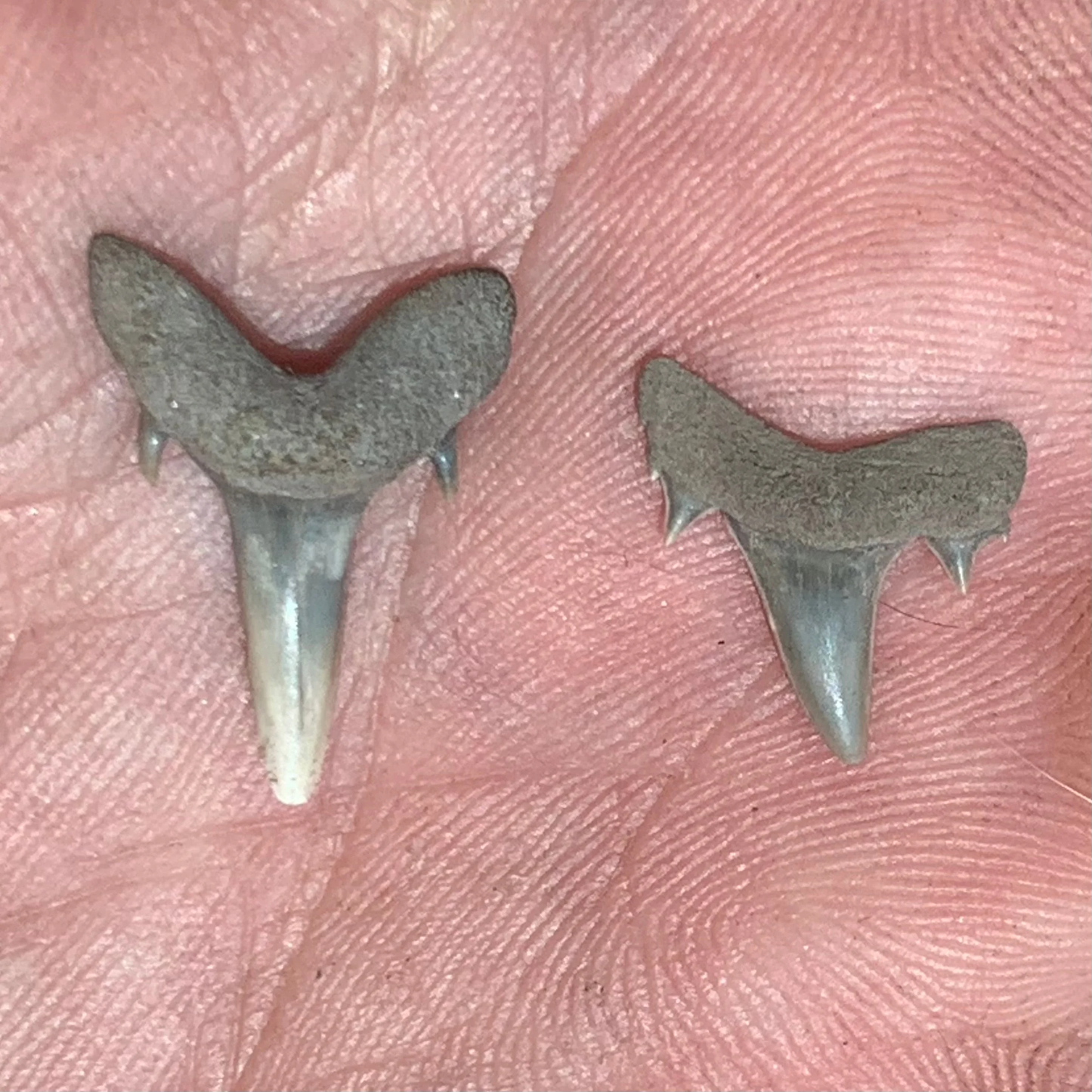 Brachycarcharias lerichei - Muddy Creek