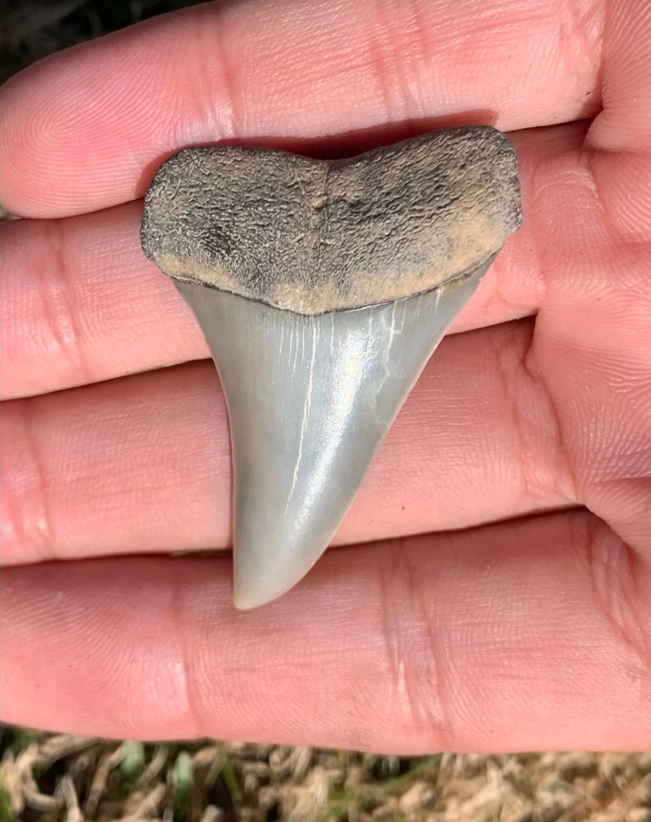 1.9” Carcharodon hastalis - Virginia