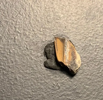 Edmontosaurus Dinosaur Tooth, Hell Creek Formation SD, Hadrosaur, Duck-billed