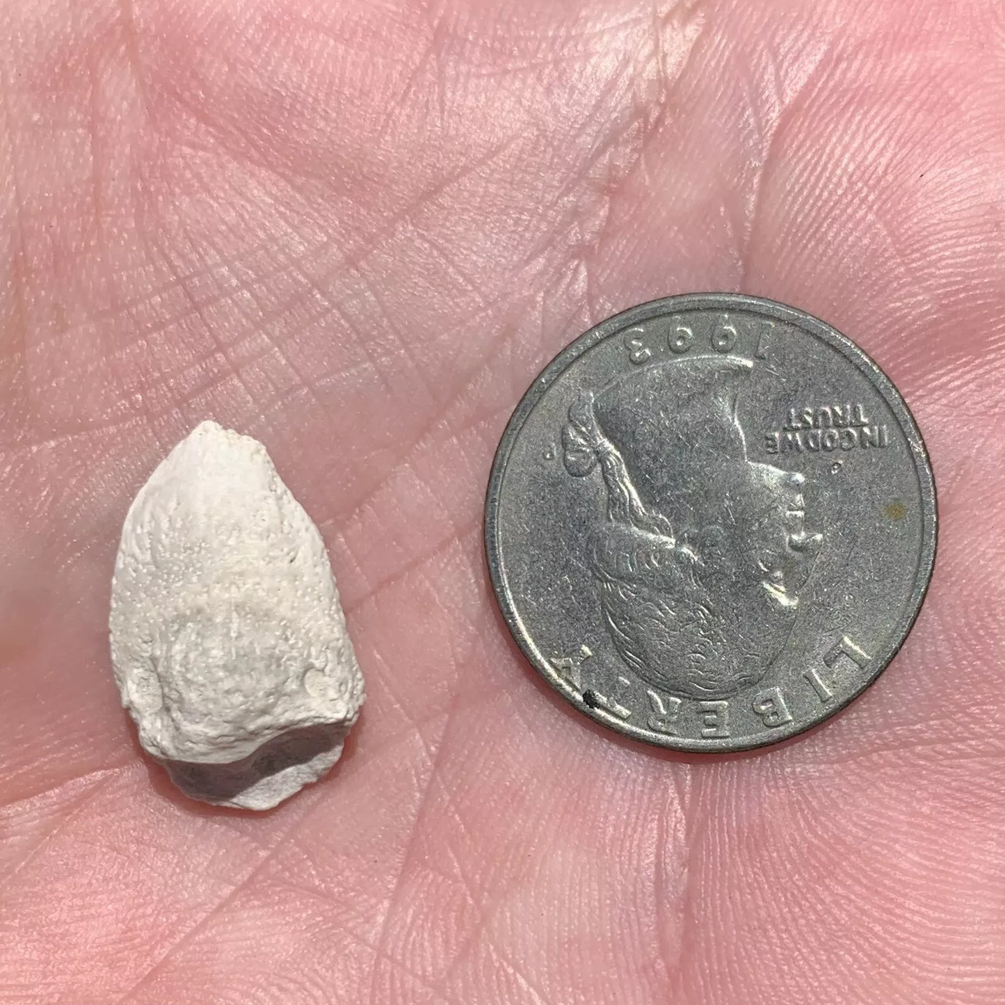 Tortoise Claw - White River Badlands