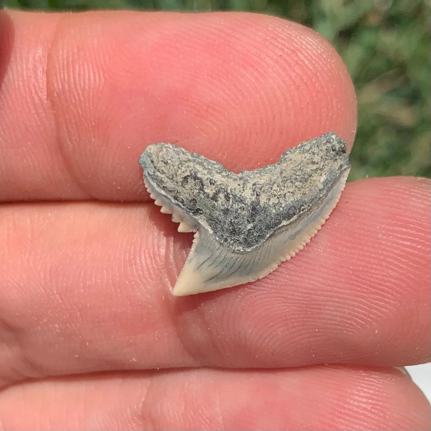 Galeocerdo aduncus tiger shark tooth - Virginia