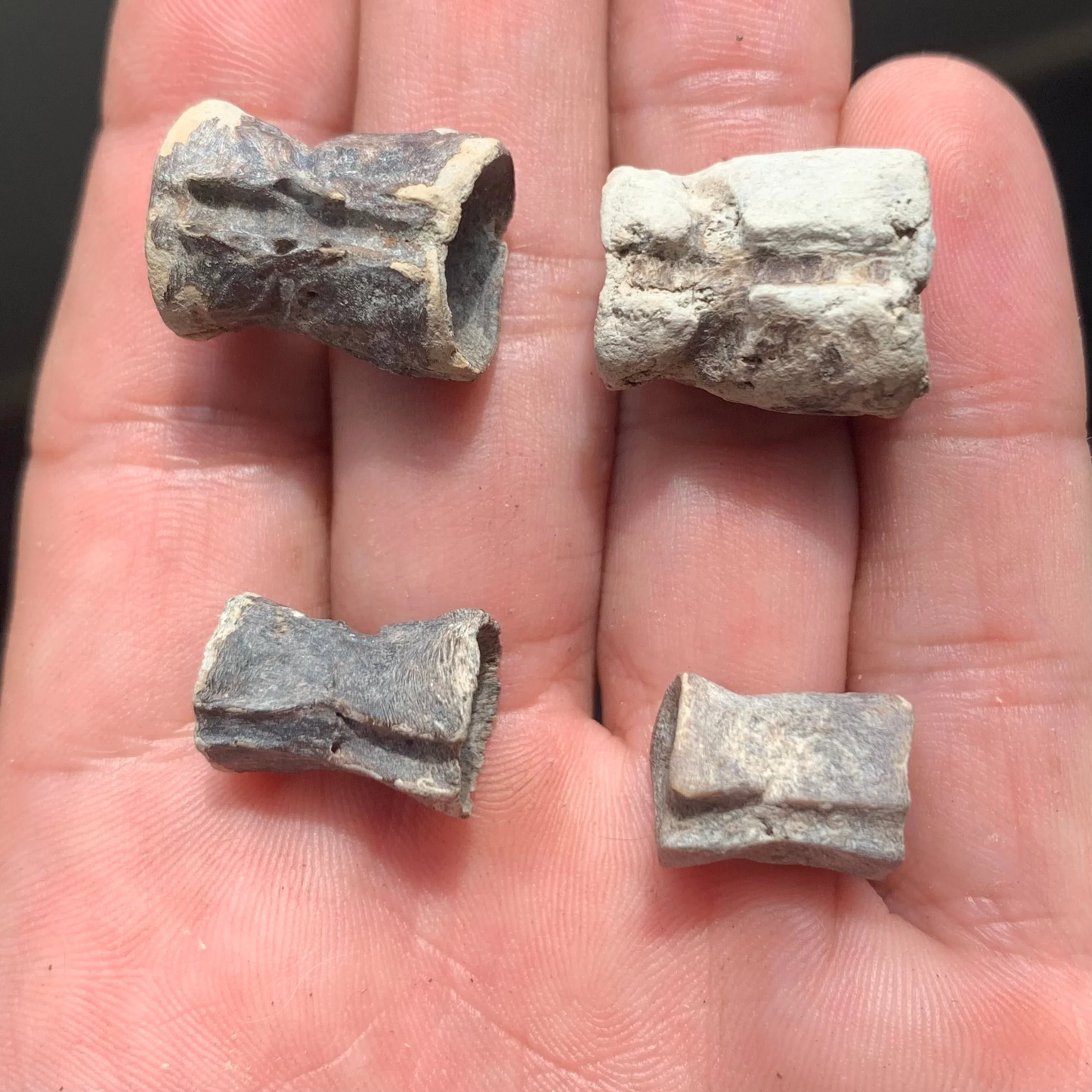 Filefish Vertebrae, Aluterus Sp. - Lee Creek