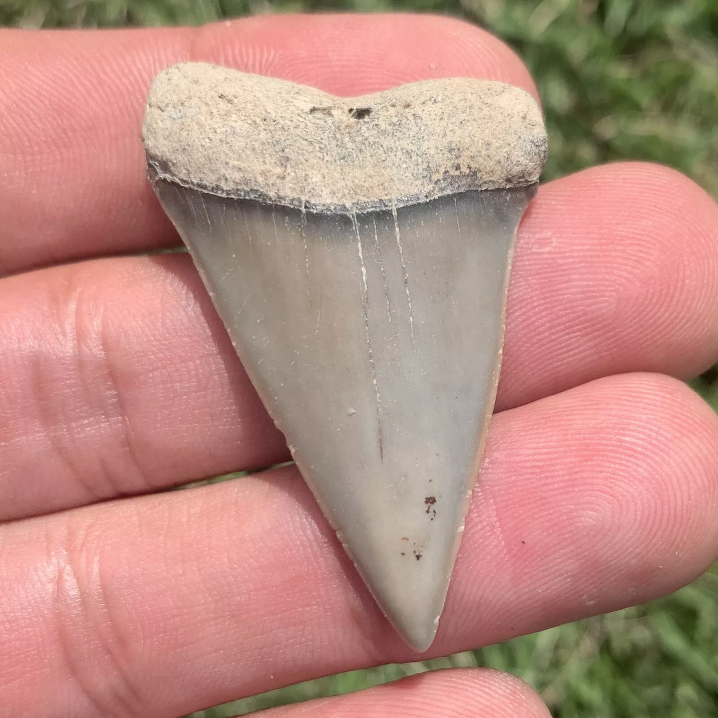 1.86” Carcharodon hastalis - Virginia