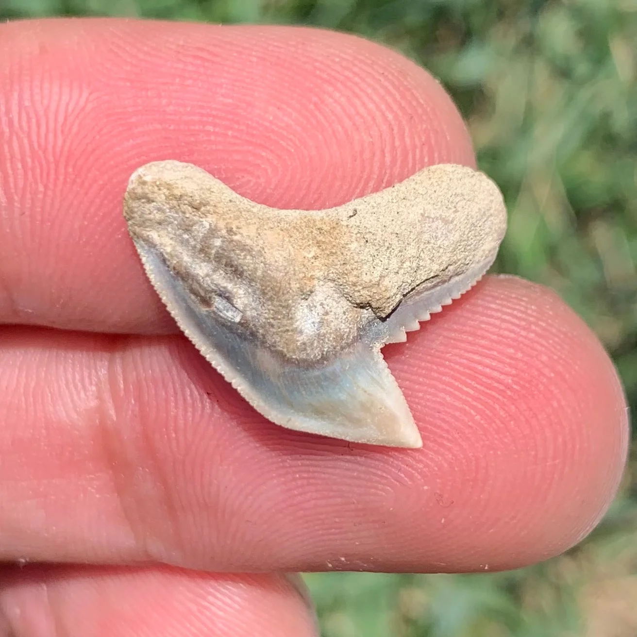 Galeocerdo aduncus tiger shark tooth - Virginia