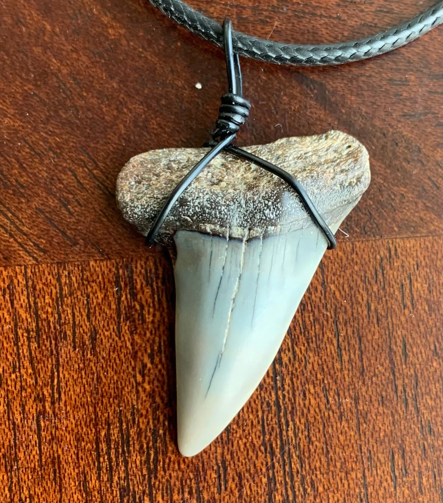 Carcharodon hastalis white shark tooth necklace