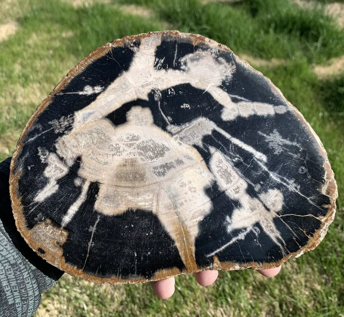 Black and White Polished Petrified Wood From Indonesia