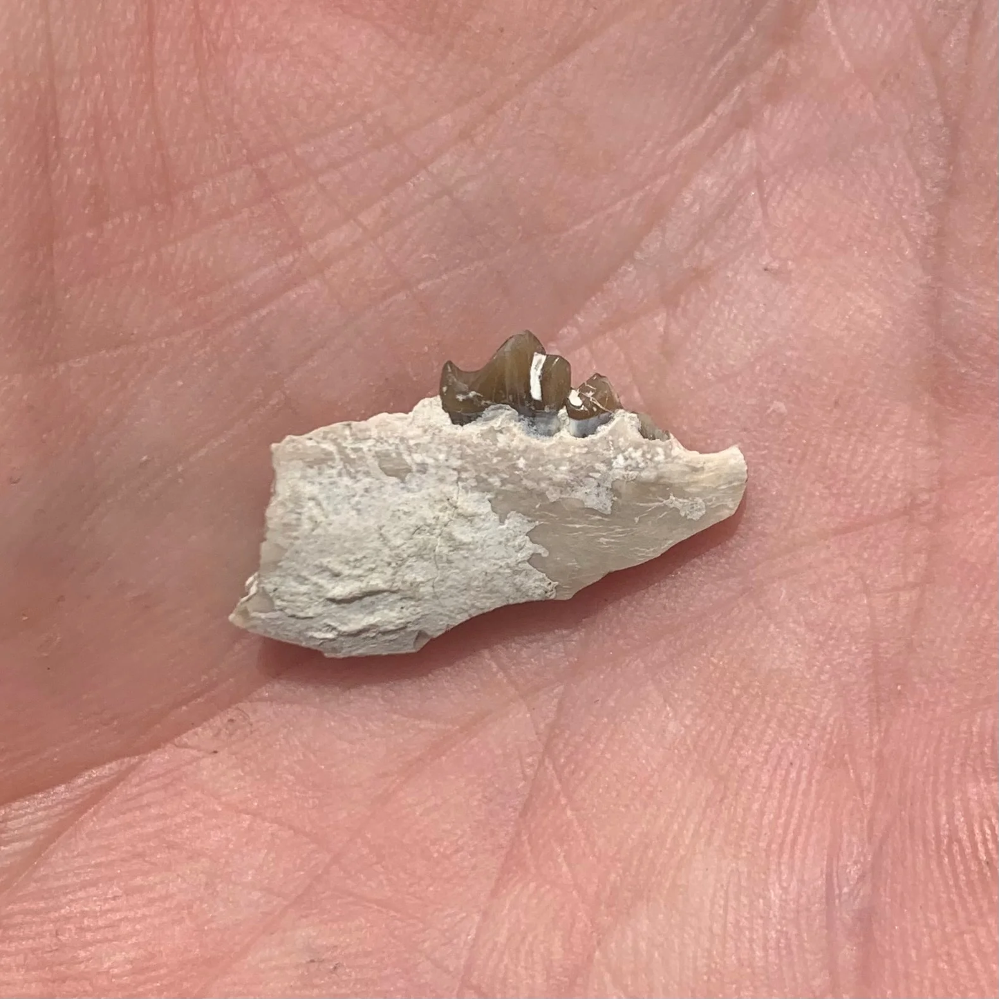 Fossil deer, leptomeryx, Jaw, Chadron Formation