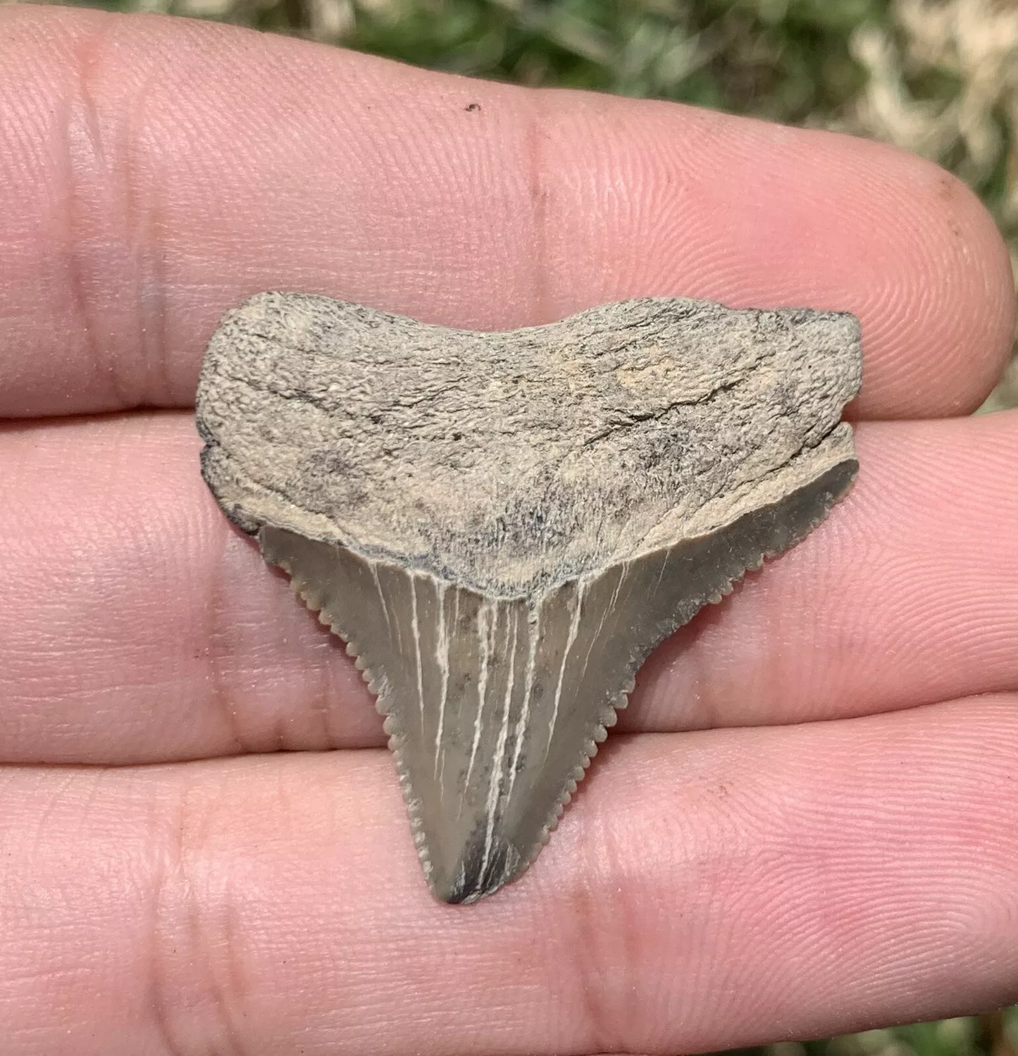 1.37” Otodus Megalodon - Maryland