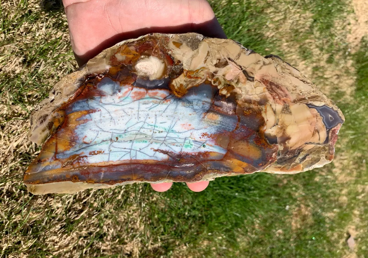 Polished Petrified Blue Copper Wood, Indonesia, Slab slice