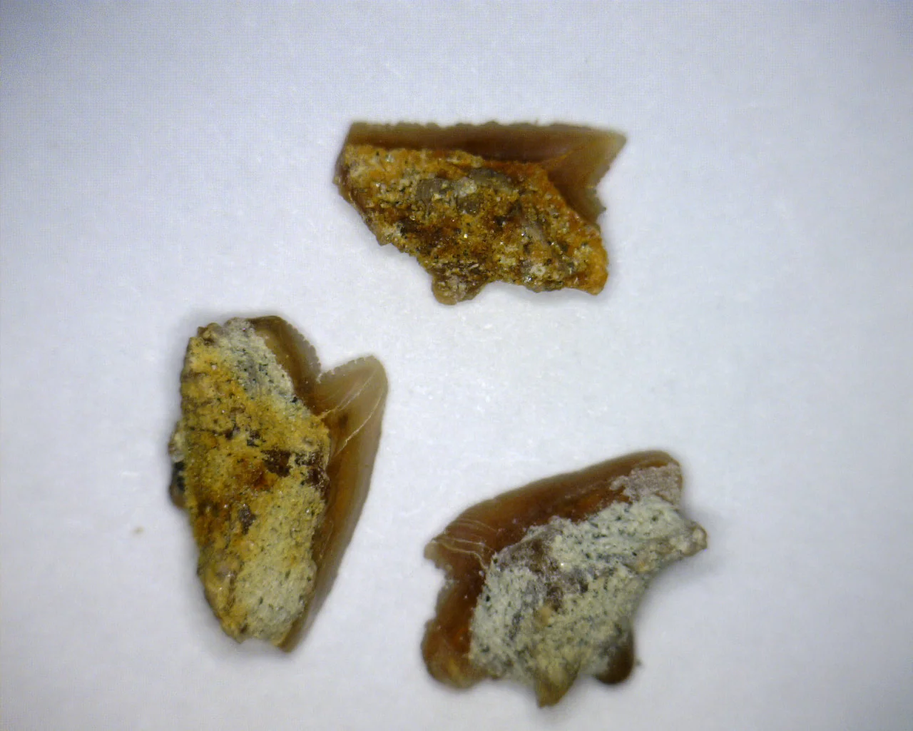 Group of Squalus occidentalis - Bakersfield
