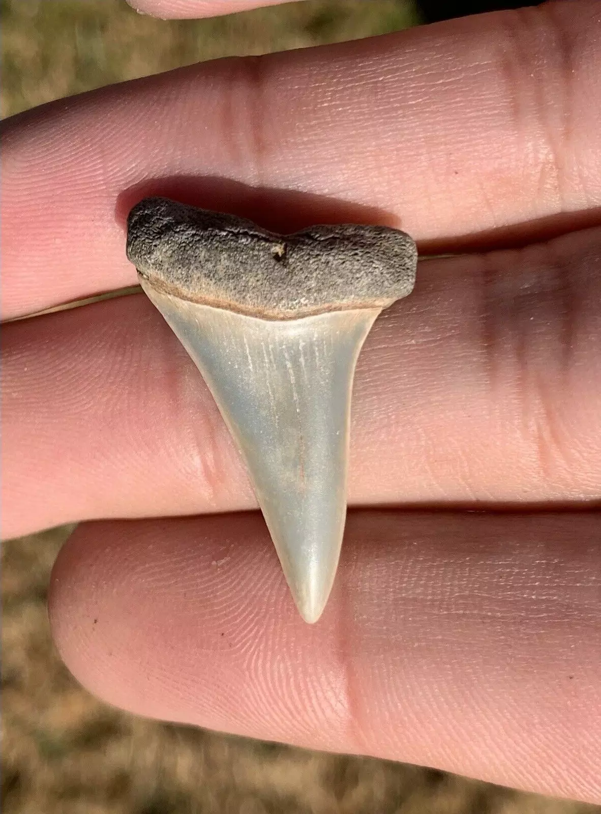 1.24" Carcharodon hastalis - Virginia