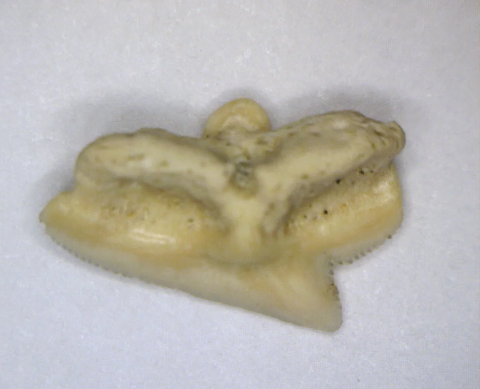 Squalus occidentalis - Bakersfield