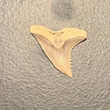 .98" Hemipristis serra Upper Shark Tooth