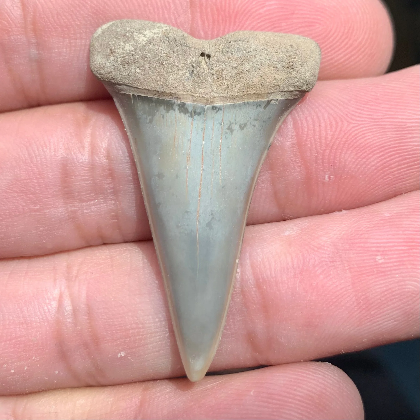 1.65” Carcharodon hastalis - Virginia