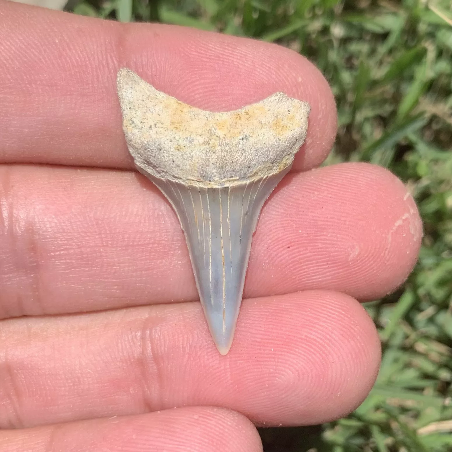 1.35" Carcharodon hastalis - Bakersfield California